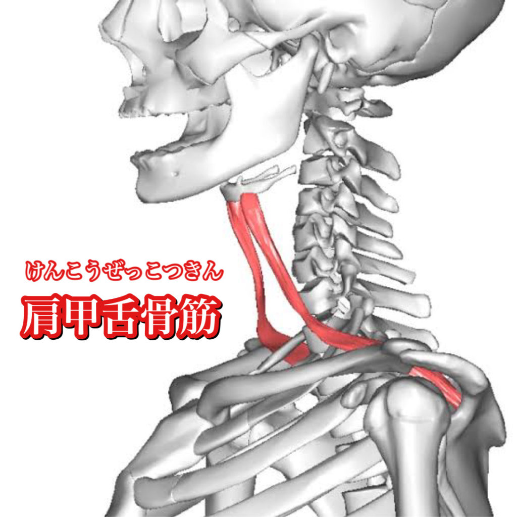 肩甲舌骨筋と骨の写真