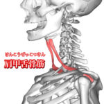 肩甲舌骨筋と骨の写真