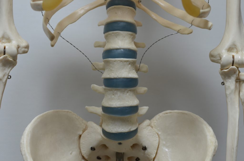 骨盤と腰椎の写真
