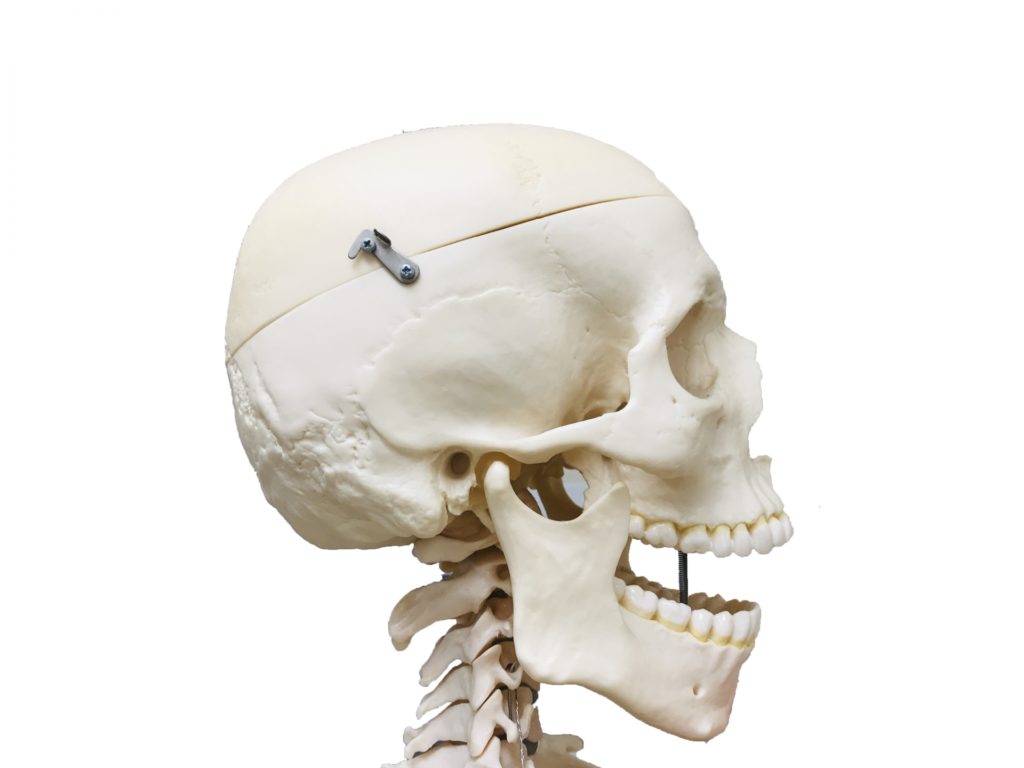 頭蓋骨から顔の骨の画像