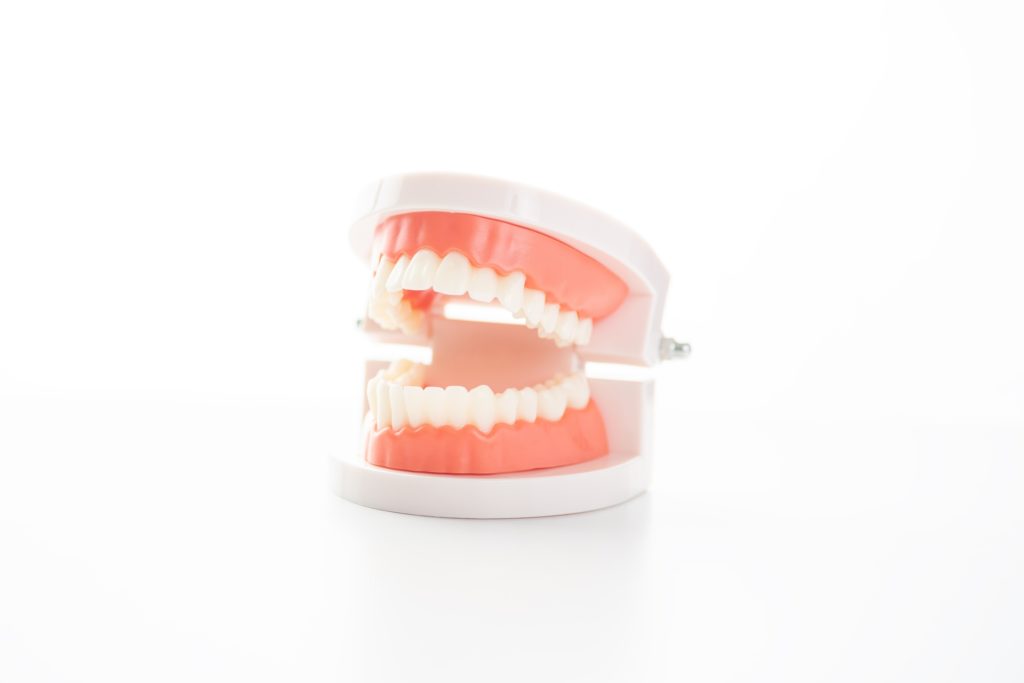 歯の模型の画像